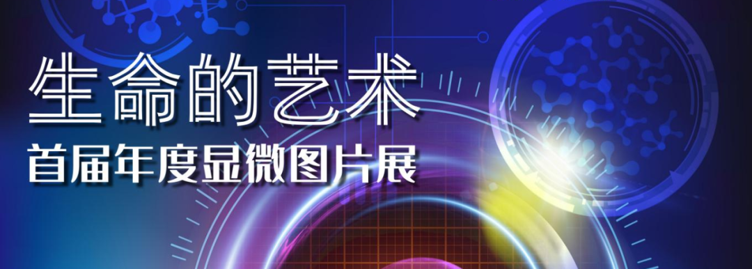 生命艺术.png