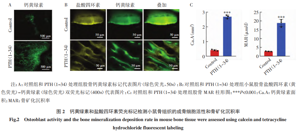 【艾佧荐读】PTH（1-34）诱导骨矿化小鼠实验动物模型的构建及鉴定