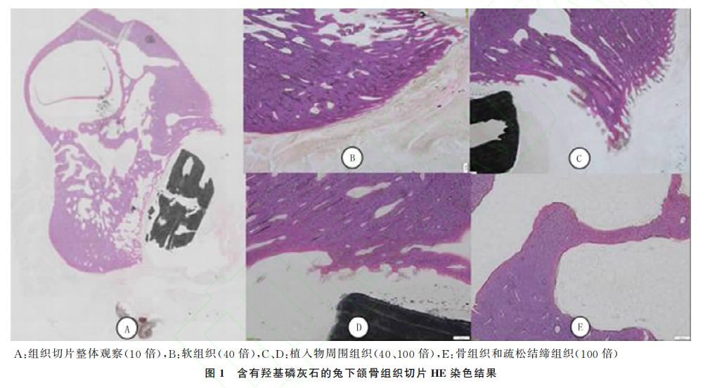 【艾佧荐读】不同染色方法在含植入物非脱钙骨组织切片形态学观察中的应用